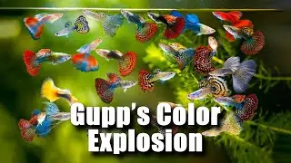 Guppy Color Explosion Nature’s Masterpiece in Your Tank!