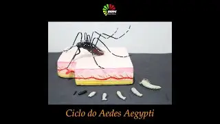 CICLO DO AEDES AEGYPTI/MODELO DIDÁTICO/REALISMO EM BISCUIT