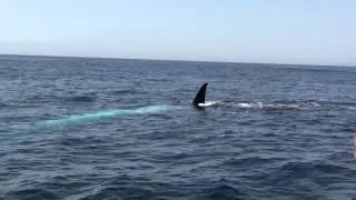 Blue whale impersonates large shark, sighting reminiscent of 'Jaws' - Dana Wharf Whale Watching