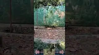 Taman Kupu ?