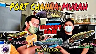 TERJAH AIYO CHANNA // SELLER PELBAGAI JENIS CHANNA‼️