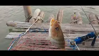 ikan tompel laut