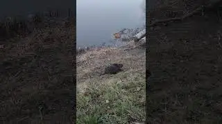 Чехия и Бобри