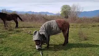Donkey in a Coat // ОСЁЛ В ПАЛЬТО  сегодня ОСЕЛ меня очень насмешил !