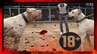 Köpek dövüşleri ve köpek kavgası hakkında !!! ve köpek saldırıları ! kangal, pitbull, dogo arjantin