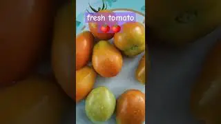 Fresh tomato from rooftop garden