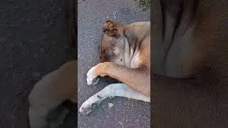 Барса,на отдыхе