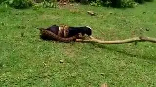 If It Were Not Filmed, No One Would Believe It! 2017::Viral video