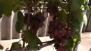 Сорт винограда 