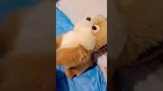 10 серия глупава шпица
