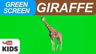 Giraffe | Giraffe Green Screen and Sound Effect Free | Giraffe Sound Effect | Green Screen (KIDS)