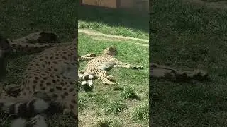 Большие кошки. 