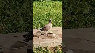 птенец серебристой чайки