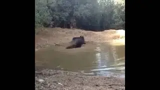 A wild boar does a trick to lose track of the hounds