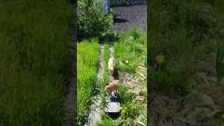 Мои коты
