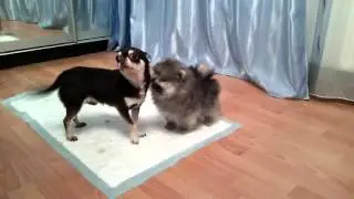 чихуахуа знакомится с щенком шпица.