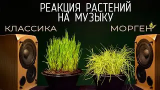 РАСТЕНИЯ 72 ЧАСА СЛУШАЛИ МОРГЕНШТЕРНА И КЛАССИКУ, КАКОВ РЕЗУЛЬТАТ?