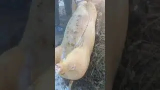Суровые Сибирские ребята 😊👍