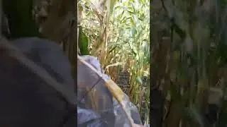 Mendarat dengan selamat di kebon jagung👌
