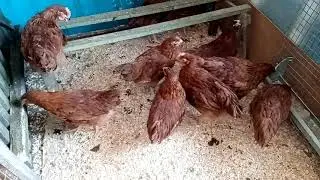 Жар - птица. Нью-Гемпшир. 2 месяца.