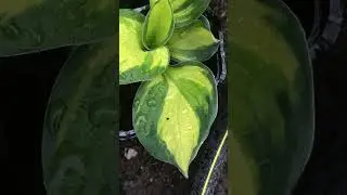 Хоста 'Colored Hulk' #short #shorts #hosta #hostaсoloredhulk #хоста #хостаколоредхалк