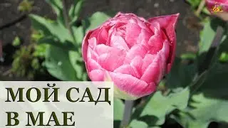 Мой сад в МАЕ!