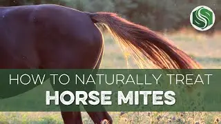 How to Treat Horse Mites (Naturally!)