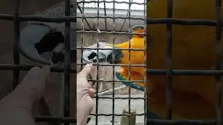 Кормлю💛 попугаев🦜 Ара #zoo #animals #попугаи #попугай #попугайара #зоопарксказка #зоопарк #ялта2024