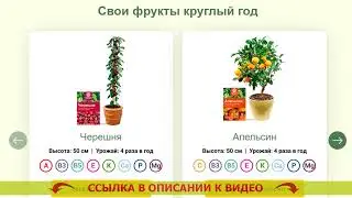 💣 ЛИМОН КУПИТЬ САЖЕНЦЫ ЛИМОНА КОМНАТНЫЙ 💯 КАК УХАЖИВАТЬ ЗА ЛИМОНОМ В ГОРШКЕ