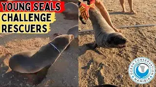 Young Seals Challenge Rescuers