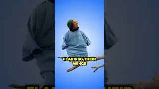 Behold, I am become bird 🐦 🦃🐔🐧🐤