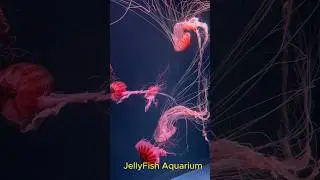 Jellyfish Aquarium…#shorts #jellyfish