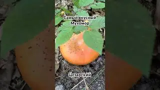 Яичный гриб или Мухомор Цезаря-самый вкусный мухомор 