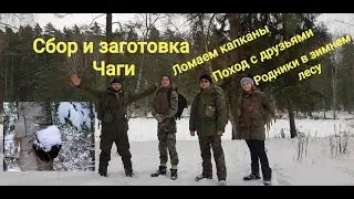 Заготовка Чаги в Зимнем Лесу.