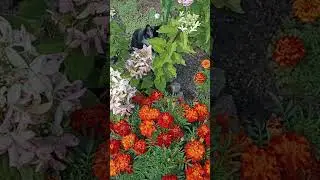 Котёнок караулит бабочку.