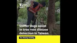 Taiwan deploys sniffer dogs to detect tree root disease