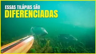 Pesca Sub - Tilápia Diferenciada | ATASUB | #pescasub #atasub #fishing