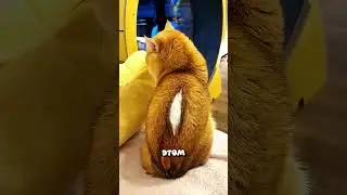 😳 Хозяин уже попрощался с этим котом...