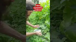 чем удобрять арбуз?