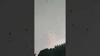 Пчелоядите (Птици)