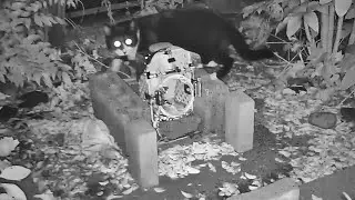 file03 万策ヲ尽クシテ、難敵猫モ確実ニ捕ラエルベシ／ばくわな実戦ファイル