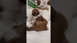 Любопытный щенок