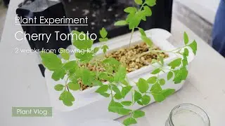 2 weeks Plant Experiment of growing Cherry Tomato on Growing Kit