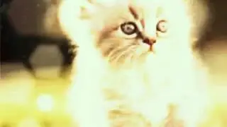 Милые котята и щенки