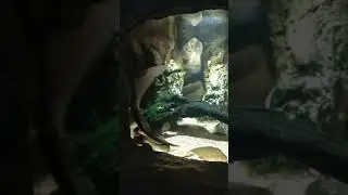 Морские обитатели. Океанариум Санкт-Петербурга.