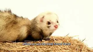 #black #footed #ferret #dog #golden #ocean #bluefintuna #dogbreed #nature #cobra  #cat #panda