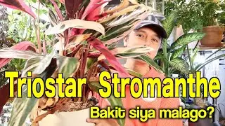 TRIOSTAR STROMANTHE PLANT CARE AND TIPS[FILIPINO LIFE IN JAPAN]
