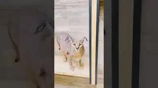 Как проходит уборка в доме каракалов 🧹🤔