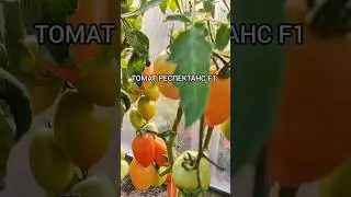 Томат РЕСПЕКТАНС F1  #томаты#помидоры#семенамаркет#урожай #семена#заказатьсемена#хештег