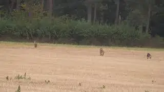 Hounds chase a deer // Waveney Harriers, 07.09.19